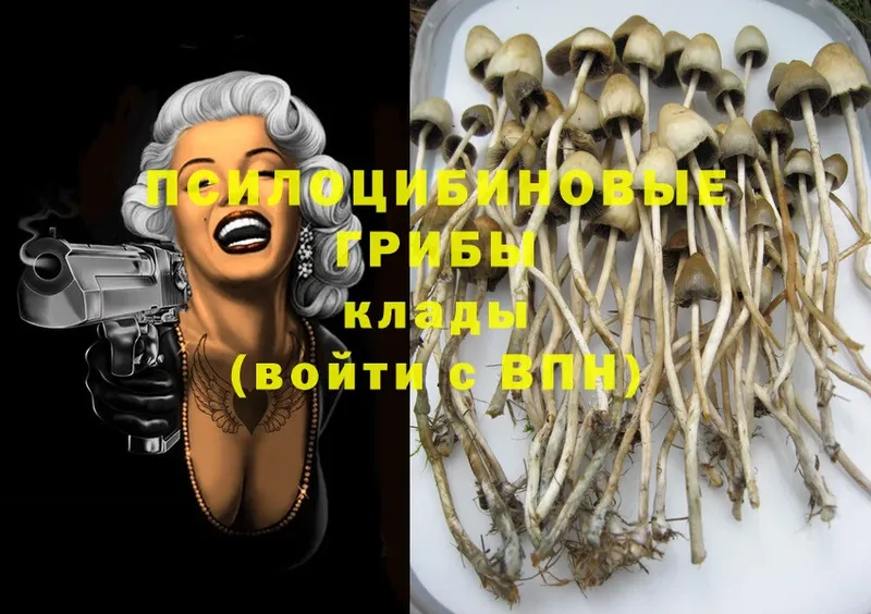 Псилоцибиновые грибы Cubensis  Кизилюрт 